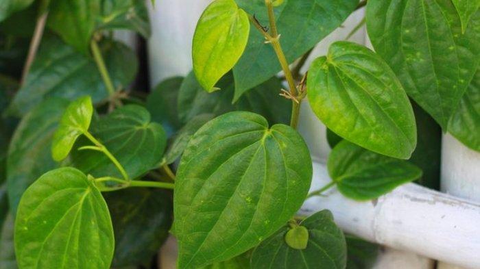 Khasiat Daun Sirih Ini Sayang Dilewatkan: Turunkan Kolesterol hingga Gula Darah