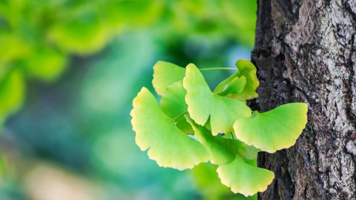 ginkgo biloba