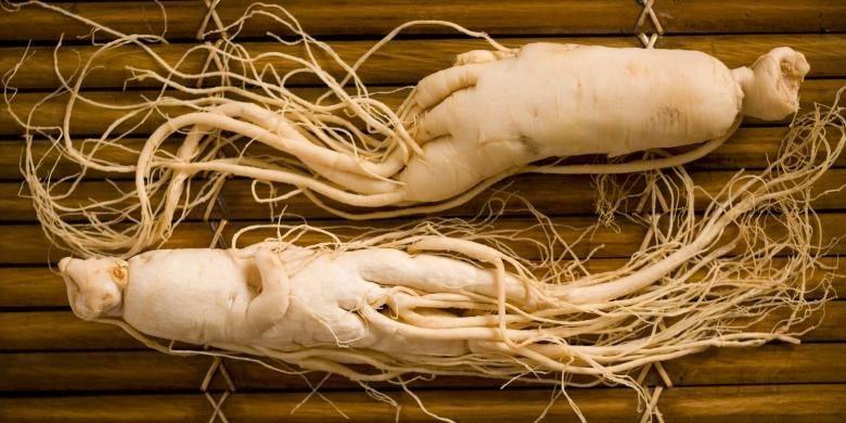 ilustrasi ginseng yang memiliki manfaat untuk menurunkan kadar gula darah