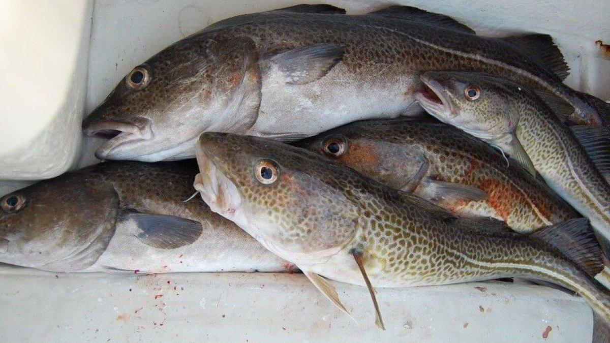 ilustrasi ikan kod, termasuk jenis ikan rendah lemak