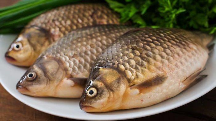 Ilustrasi ikan nila, berikut ini fakta mengenai ikan nila yang bagus untuk ibu hamil dan janin