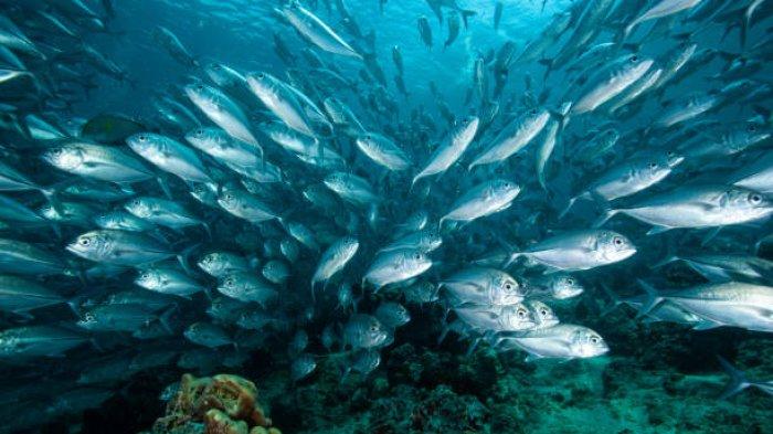 Waspadai Konsumsi 5 Jenis Ikan untuk Penderita Diabetes, Ini Daftar yang Sebaiknya Dihindari