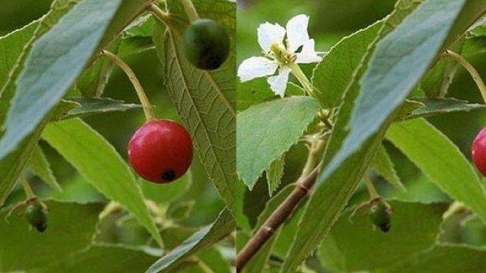13 Manfaat Buah Kersen untuk Kesehatan, Mengobati Asam Urat dan Turunkan Gula Darah