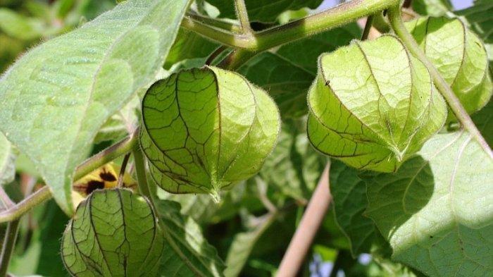 Asam Urat hingga Rematik Sembuh dengan Daun Ciplukan, Kenali Manfaatnya