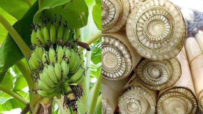 Batang Pisang Bisa Mengobati Diabetes dan Kolesterol, Pantas Saja Dijual Mahal di Luar Negeri