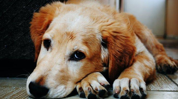 Ditemukan Jamur Mematikan di Telinga Anjing, Kebal Obat dan Bisa Menular ke Manusia