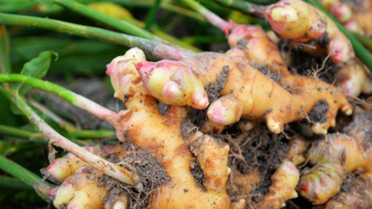 ilustrasi daun jahe yang bagus untuk mengendalikan kolesterol