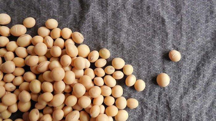 Ilustrasi kacang kedelai