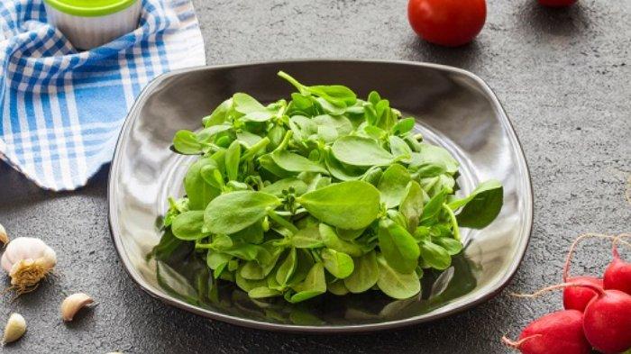 Ilustrasi tanaman krokot, berikut ini fakta mengenai krokot yang bagus untuk kesehatan