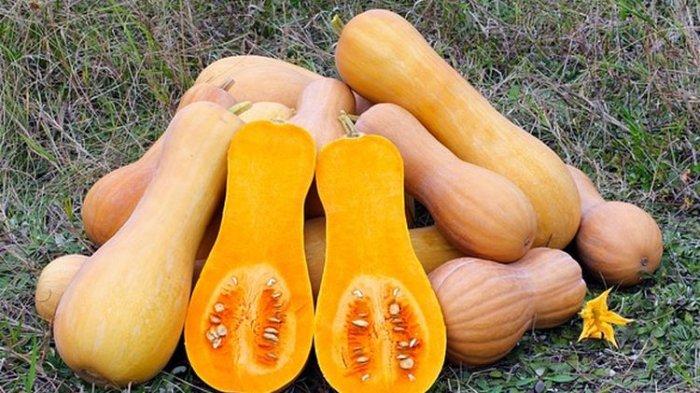 ilustrasi labu madu, makanan yang aman dikonsumsi penderita diabetes
