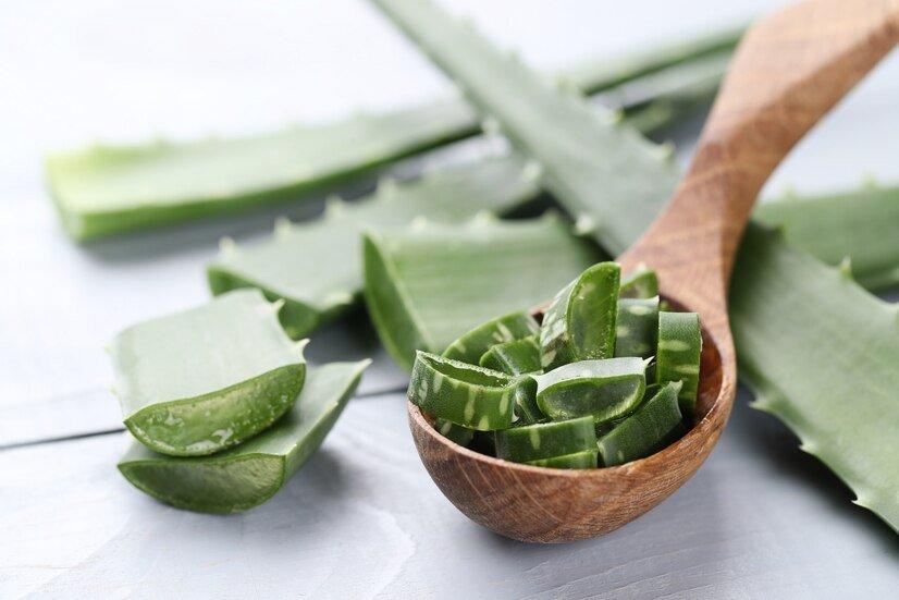 ilustrasi lidah buaya atau aloe vera, bahan alami yang bagus untuk menurunkan kadar gula darah