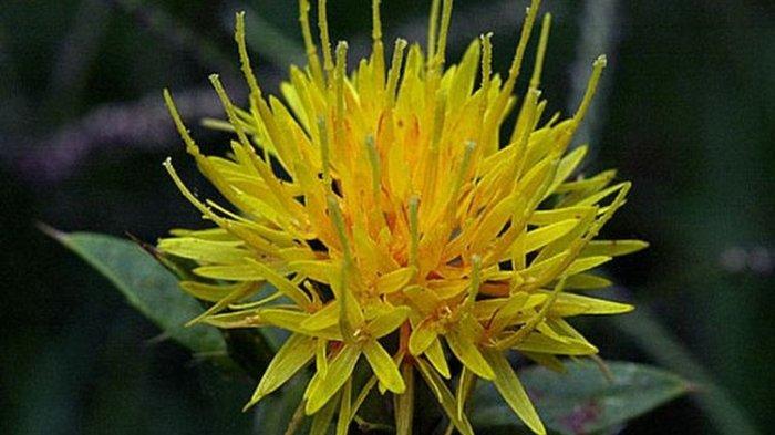 4 Potensi Kesehatan Minyak Safflower, Bagus untuk Jantung hingga Memperlancar Aliran Darah