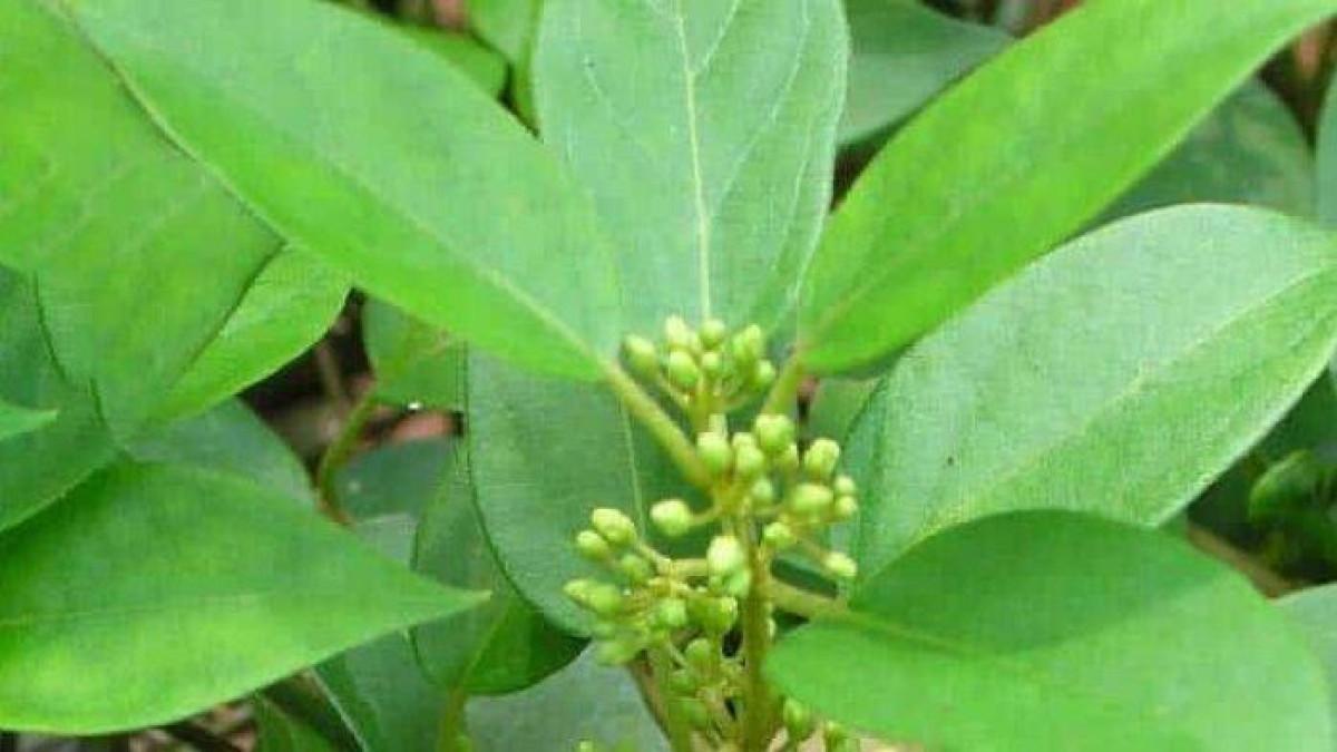 tanaman Gymnema sylvestre