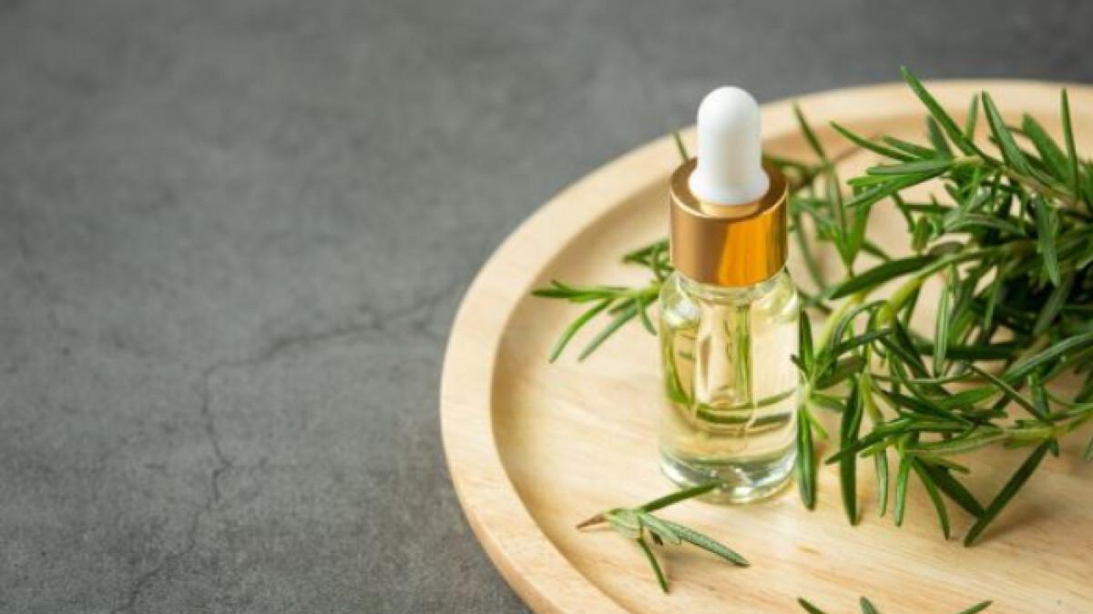 Ilustrasi tea tree oil, berikut ini fakta mengenai tea tree oil yang bagus untuk kulit dan rambut