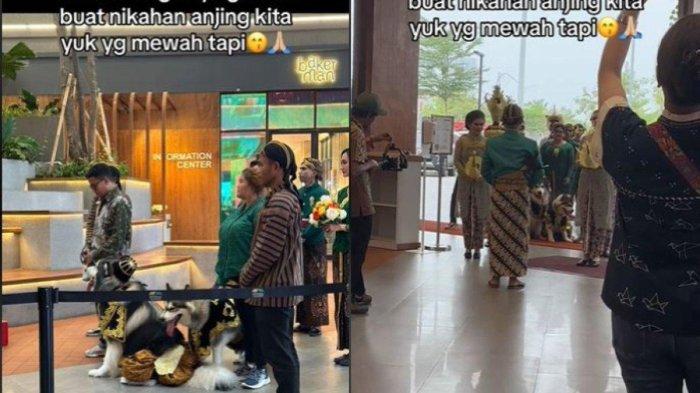 Buntut Anjing Nikah Pakai Adat Jawa dengan Biaya Rp 200 Juta, Pemilik Dituding Lecehkan Budaya Jawa