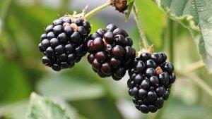 ilustrasi-nilai-gizi-blackberry.jpg