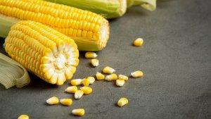 jagung-4.jpg