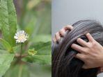 8-Faedah-Daun-Urang-Aring-untuk-Kesehatan-Rambut-Anda-Bantu-Menumbuhkan-Rambut.jpg