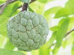 Buah-nona.jpg