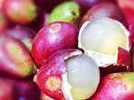 Ilustrasi-Buah-Matoa-asal-Papua.jpg