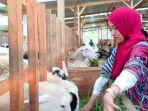 aldhiana-kusumawati-peternak-muda-sedang-bersama-domba-dan-kambing.jpg