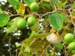 ampuh-cegah-diabetes-dan-obati-jerawat-ini-manfaat-menakjubkan-daun-bidara.jpg
