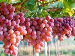 anggur-merah.jpg