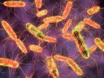 bakteri-salmonella-thypi.jpg