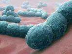bakteri-streptococcus.jpg