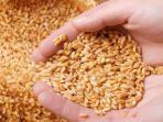 beras-gandum.jpg