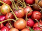 buah-kersen-1.jpg