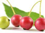 buah-kersen-3.jpg