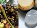 buah-lontar-1.jpg