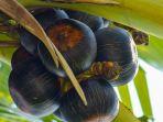 buah-lontar.jpg