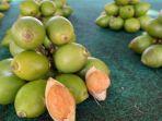 buah-pinang.jpg