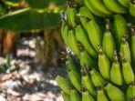 buah-pisang-termasuk-tinggi-potasium.jpg