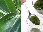 cincau-hijau.jpg