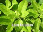 daun-beluntas.jpg