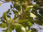 daun-benalu-mangga.jpg