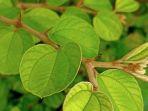 daun-bidara.jpg