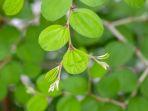 daun-bidara_3.jpg