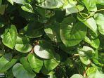 daun-binahong.jpg