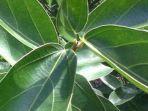 daun-cincau-hijau.jpg