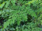 daun-kelor.jpg