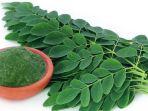 daun-kelor1.jpg