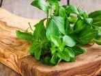 daun-kemangi.jpg