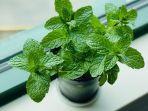 daun-mint1.jpg