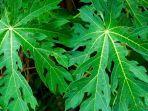 daun-pepaya-1.jpg