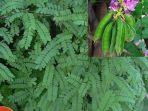 daun-saga.jpg