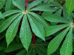 daun-singkong-3.jpg